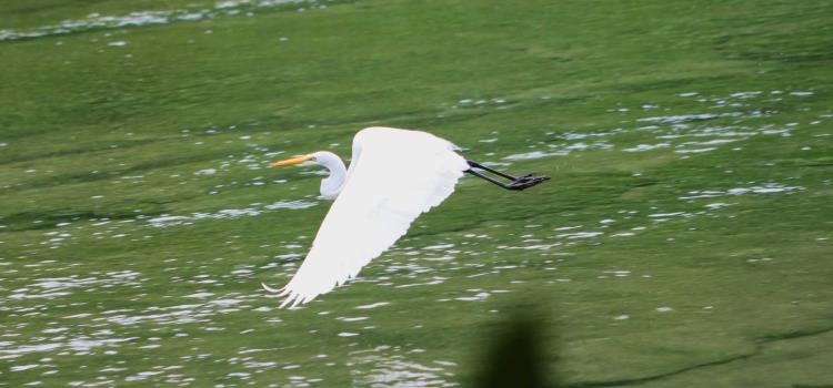 Son un espectáculo las "garzas blancas"