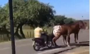 Motociclista chocó contra semoviente