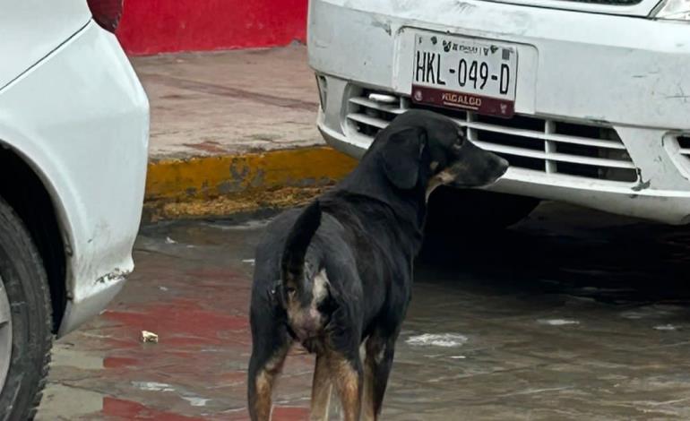 Urge la esterilización de perros y gatos callejeros