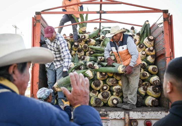 Promueve Saderh producción de maguey pulquero en Hidalgo