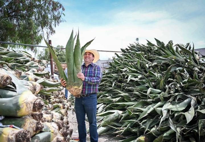 Promueve Saderh producción de maguey pulquero en Hidalgo