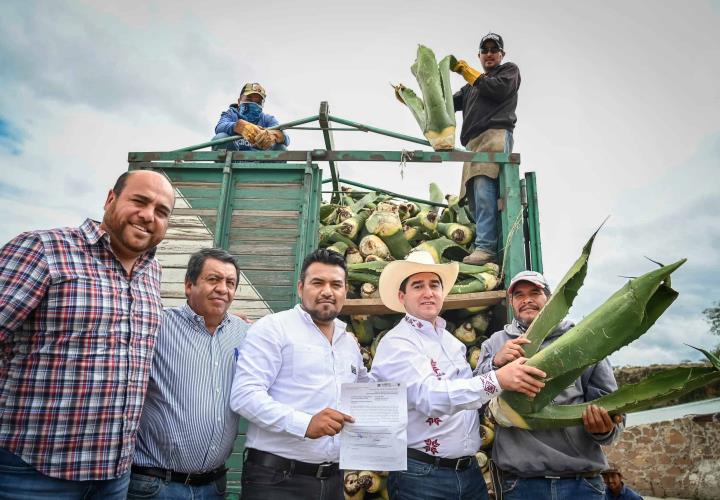 Promueve Saderh producción de maguey pulquero en Hidalgo