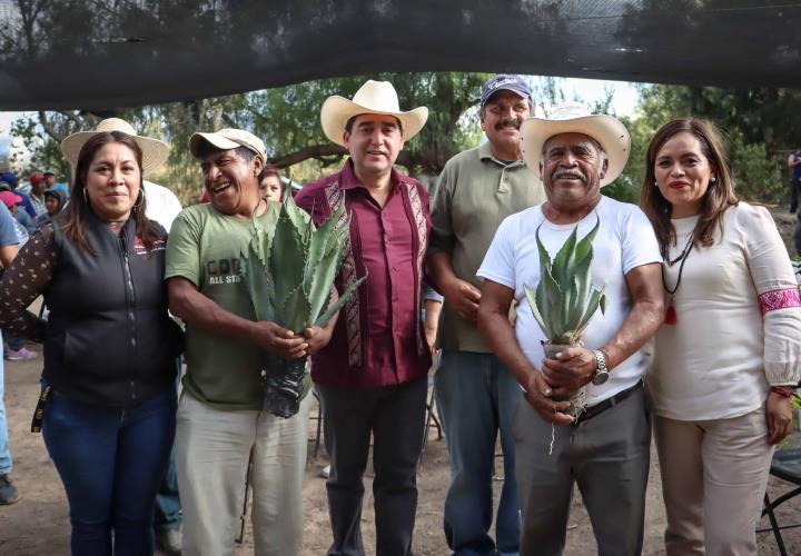 Promueve Saderh producción de maguey pulquero en Hidalgo