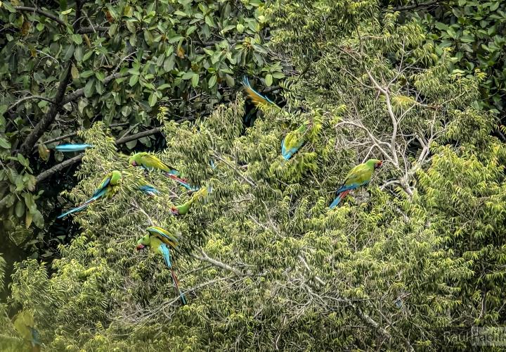 Confirma Semarnath presencia de guacamayas en Hidalgo