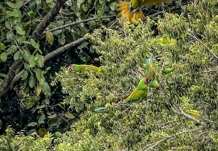 Confirma Semarnath presencia de guacamayas en Hidalgo