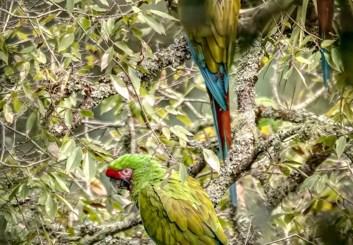 Confirma Semarnath presencia de guacamayas en Hidalgo