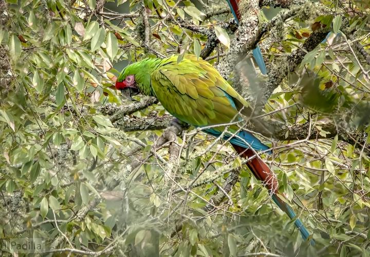 Confirma Semarnath presencia de guacamayas en Hidalgo