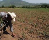 El cambio climático  "pego" a la agricultura