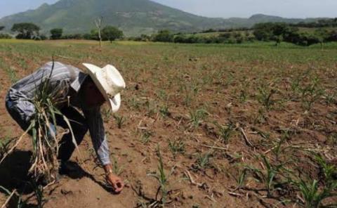 El cambio climático  "pego" a la agricultura