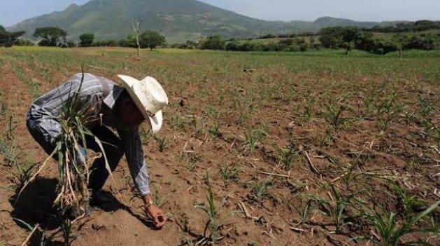 El cambio climático  "pego" a la agricultura