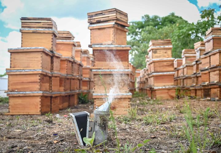 Impulsa Saderh producción de miel orgánica en Hidalgo