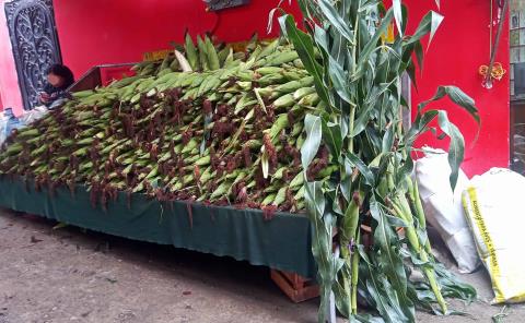 Carísimos los elotes tras sequía 
