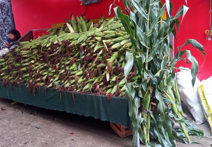 Carísimos los elotes tras sequía 