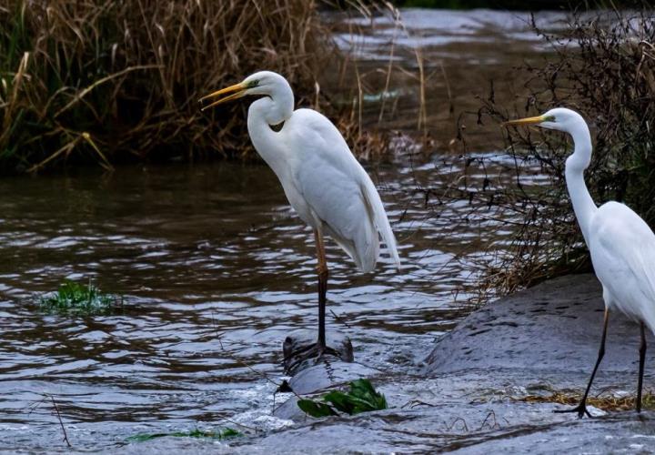 Migración de garzas Blancas a la baja 