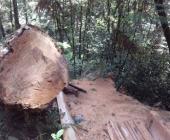 Prohíben la tala ilegal de arboles en Tlanchinol