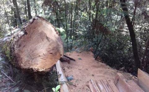 Prohíben la tala ilegal de arboles en Tlanchinol
