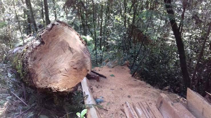 Prohíben la tala ilegal de arboles en Tlanchinol