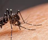 Cientos de casos  de Dengue en SLP