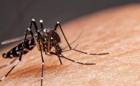 Cientos de casos  de Dengue en SLP