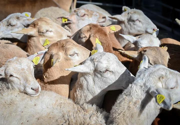 Impulsa Saderh producción ovina en el Altiplano hidalguense