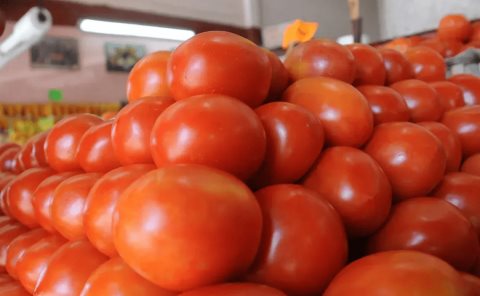 Comienza a regularse el precio del tomate
