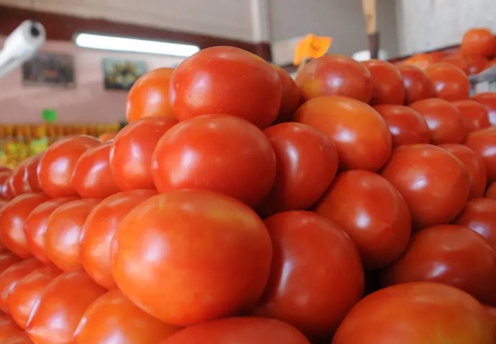 Comienza a regularse el precio del tomate