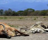 Alarma muerte de ganado en la zona