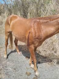 Matan a balazos a dos caballos
