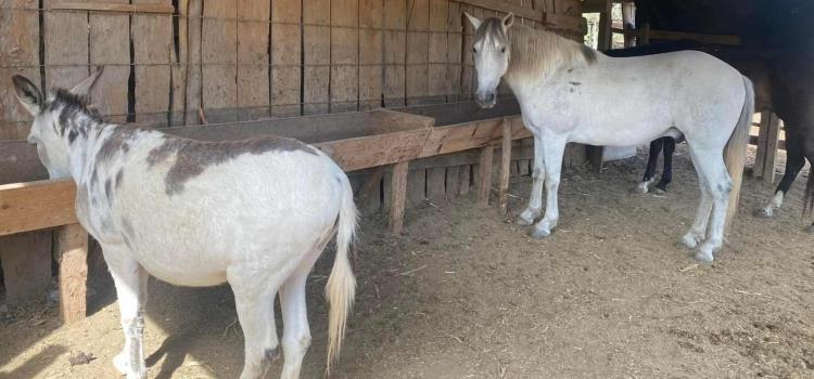 Se robaron  dos caballos