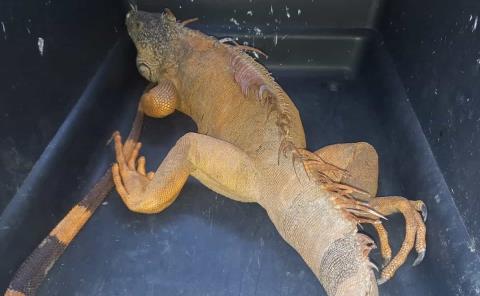 Drogadicto traficaba una iguana; fue rescatada