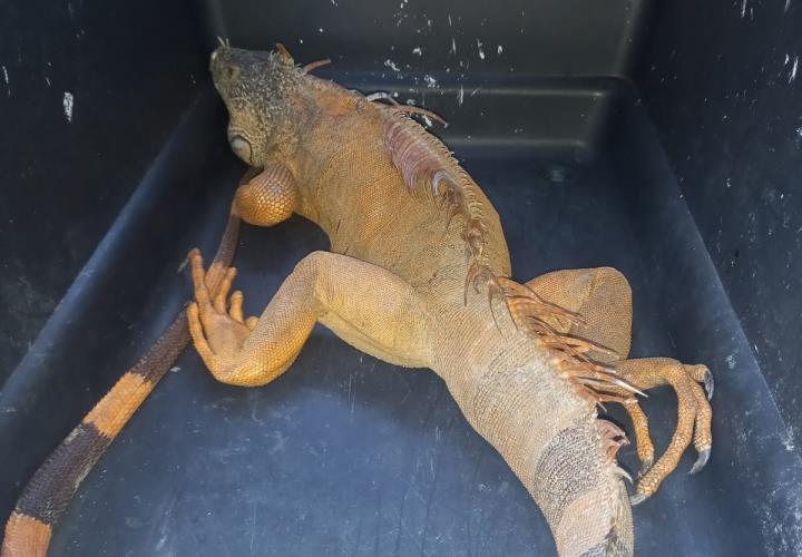 Drogadicto traficaba una iguana; fue rescatada