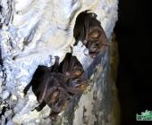 Murciélagos ayudan en los ´ecosistemas´
