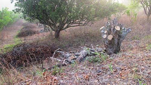 Campesinos abandonan La citricultura 

