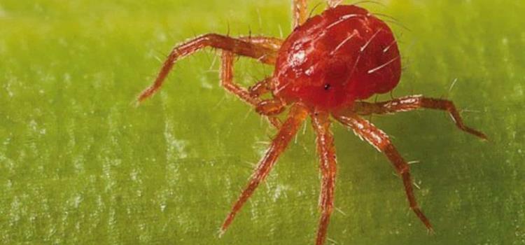 Araña roja es inmune al frío