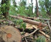 Continúa la tala ilegal de árboles