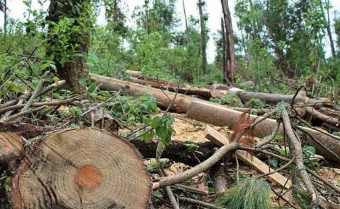 
Continúa la tala ilegal de árboles
