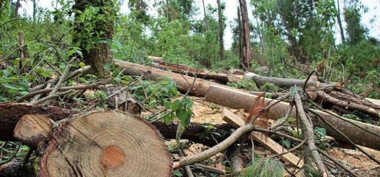 Continúa la tala ilegal de árboles