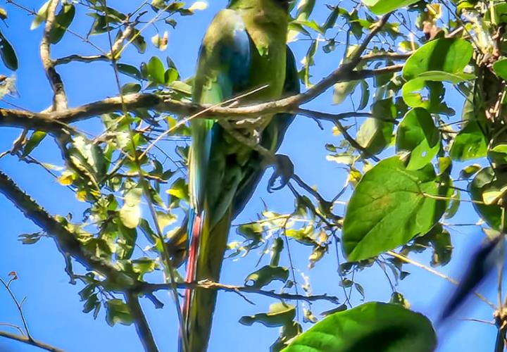 Detectan nuevas parvadas de guacamayas verdes