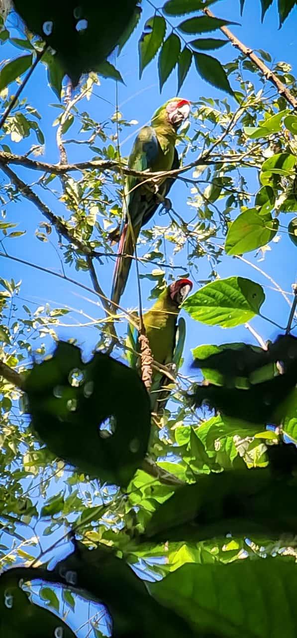 Detectan nuevas parvadas de guacamayas verdes