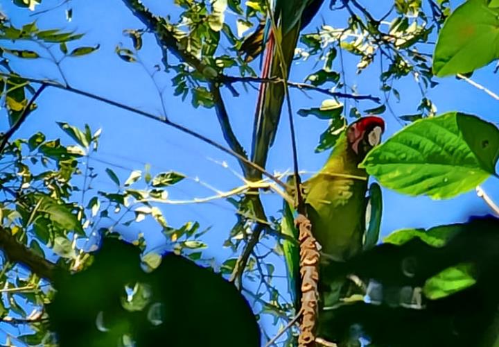 Detectan nuevas parvadas de guacamayas verdes