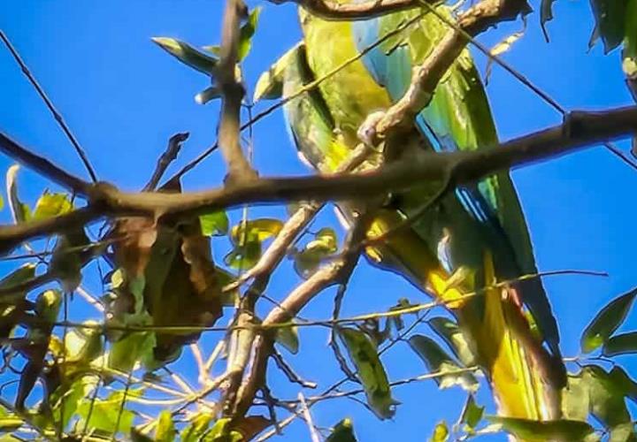 Detectan nuevas parvadas de guacamayas verdes