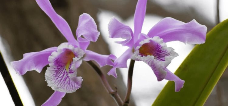 Trafican con las orquídeas