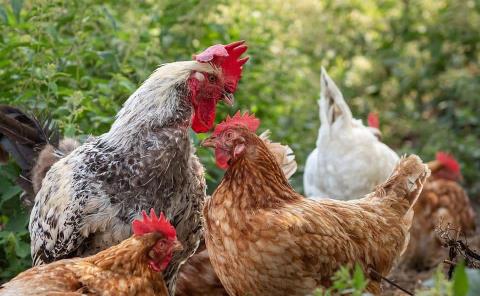 Extraña muerte de pollos en ZM