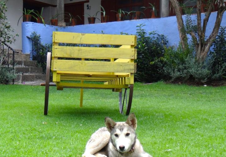 Hidalgo ofrece sitios Pet Friendly