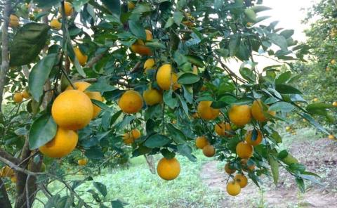 Productores de naranja incrementan sus ventas
