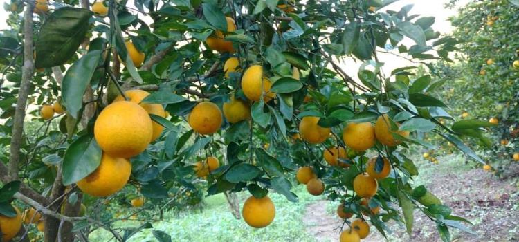 Productores de naranja incrementan sus ventas
