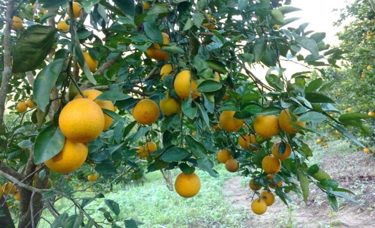 Productores de naranja incrementan sus ventas