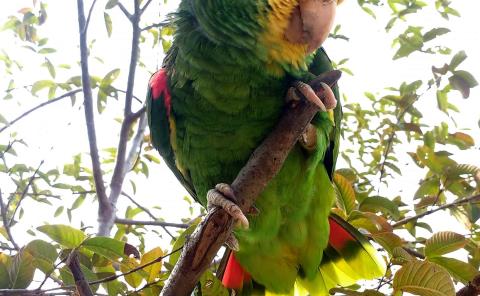 Se pierde hábitat del loro huasteco