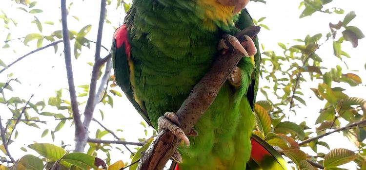 Se pierde hábitat del loro huasteco