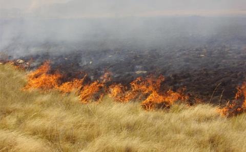 Incendio devastó tres hectáreas de pastizal